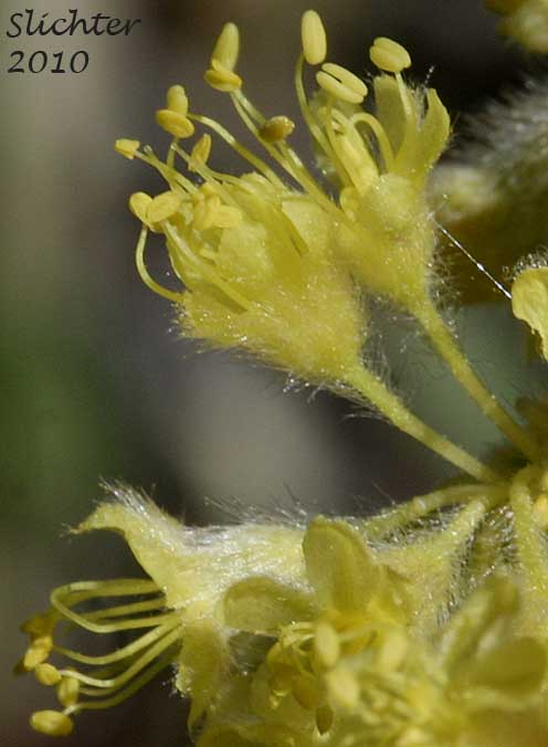 Flower of Piper's Buckwheat, Piper's Golden Buckwheat, Piper's Wild Buckwheat: Eriogonum flavum var. piperi (Synonyms: Eriogonum androsaceum, Eriogonum flavum ssp. piperi, Eriogonum flavum var. linguifolium, Eriogonum piperi)