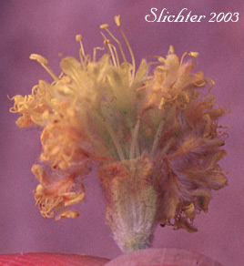 Piper's Buckwheat, Piper's Golden Buckwheat, Piper's Wild Buckwheat: Eriogonum flavum var. piperi (Synonyms: Eriogonum androsaceum, Eriogonum flavum ssp. piperi, Eriogonum flavum var. linguifolium, Eriogonum piperi)