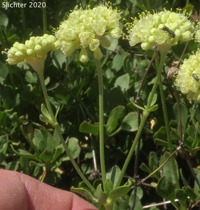 Green Buckwheat, Sulphur Flower Buckwheat, Warner Mountains Sulphur Flower: Eriogonum umbellatum var. glaberrimum