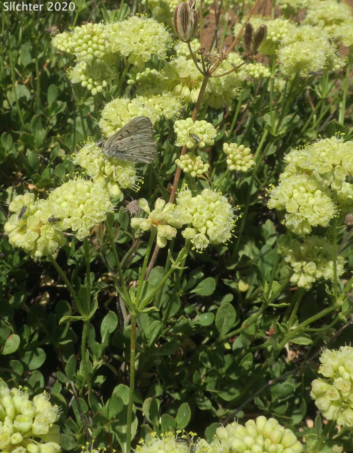 Green Buckwheat, Sulphur Flower Buckwheat, Warner Mountains Sulphur Flower: Eriogonum umbellatum var. glaberrimum
