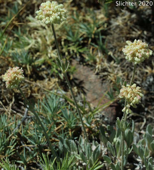Wyeth Buckwheat, Parsnipflower Buckwheat, Parsnip-flower Buckwheat, Parsnip-flowered Eriogonum: Eriogonum heracleoides var. heracleoides (Synonym: Eriogonum heracleoides var. angustifolium)