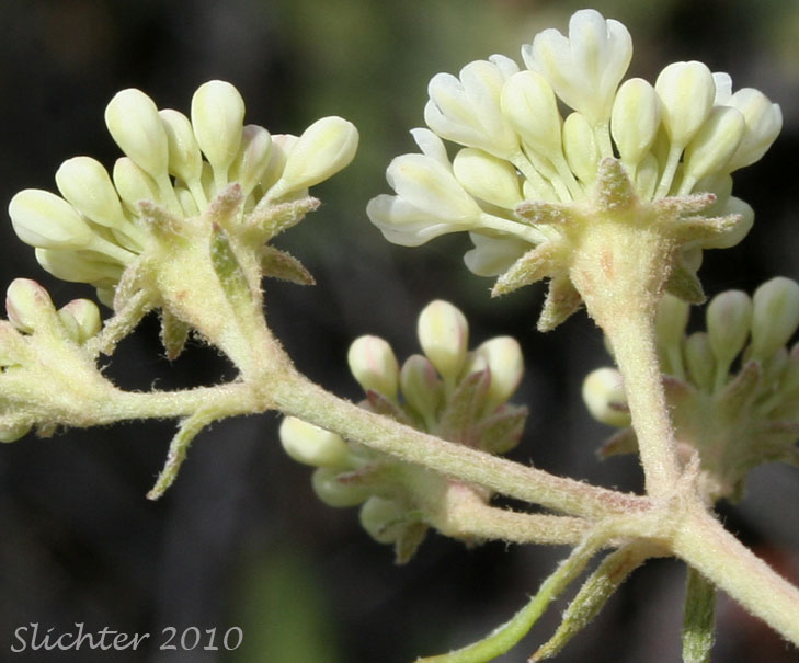 Close-up photos of the inflorescence of Wyeth Buckwheat, Parsnipflower Buckwheat, Parsnip-flower Buckwheat, Parsnip-flowered Eriogonum: Eriogonum heracleoides var. heracleoides (Synonym: Eriogonum heracleoides var. angustifolium)