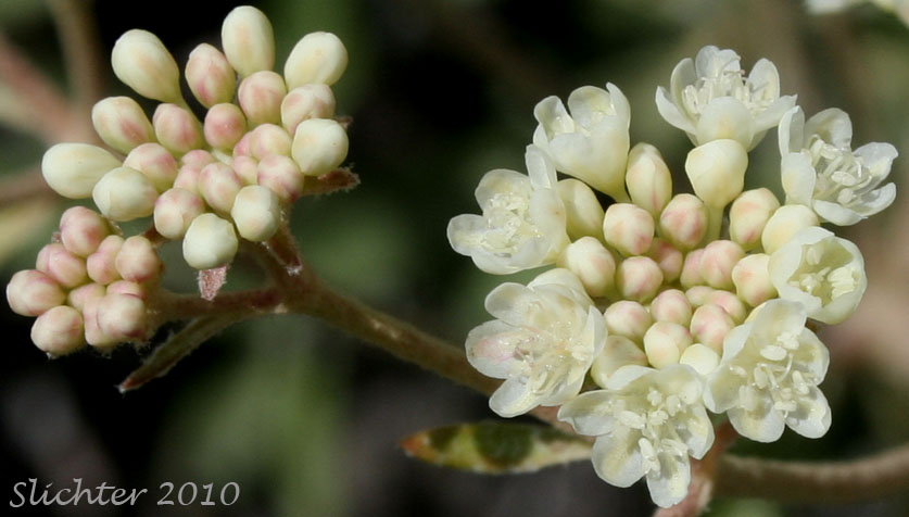 Close-up view of the inflorescence of Wyeth Buckwheat, Parsnipflower Buckwheat, Parsnip-flower Buckwheat, Parsnip-flowered Eriogonum: Eriogonum heracleoides var. heracleoides (Synonym: Eriogonum heracleoides var. angustifolium)