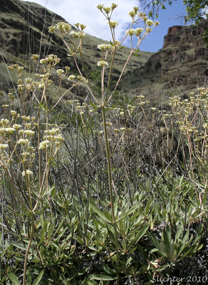 Wyeth Buckwheat, Parsnipflower Buckwheat, Parsnip-flower Buckwheat, Parsnip-flowered Eriogonum: Eriogonum heracleoides var. heracleoides (Synonym: Eriogonum heracleoides var. angustifolium)