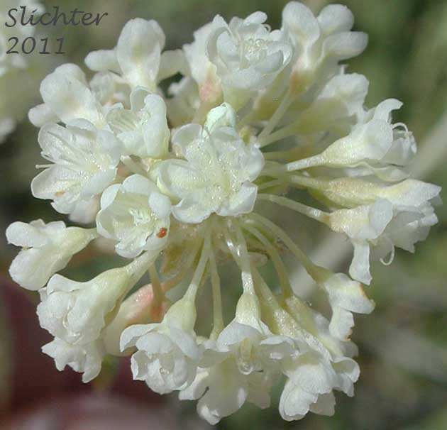 Close-up of one portion of the inflorescence of Wyeth Buckwheat, Parsnipflower Buckwheat, Parsnip-flower Buckwheat, Parsnip-flowered Eriogonum: Eriogonum heracleoides var. heracleoides (Synonym: Eriogonum heracleoides var. angustifolium)
