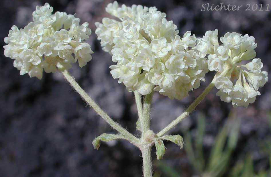 Close-up of the inflorescence of Wyeth Buckwheat, Parsnipflower Buckwheat, Parsnip-flower Buckwheat, Parsnip-flowered Eriogonum: Eriogonum heracleoides var. heracleoides (Synonym: Eriogonum heracleoides var. angustifolium)