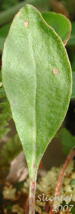 Dorsal leaf surface of Wyeth Buckwheat, Parsnipflower Buckwheat, Parsnip-flower Buckwheat, Parsnip-flowered Eriogonum: Eriogonum heracleoides var. heracleoides (Synonym: Eriogonum heracleoides var. angustifolium)