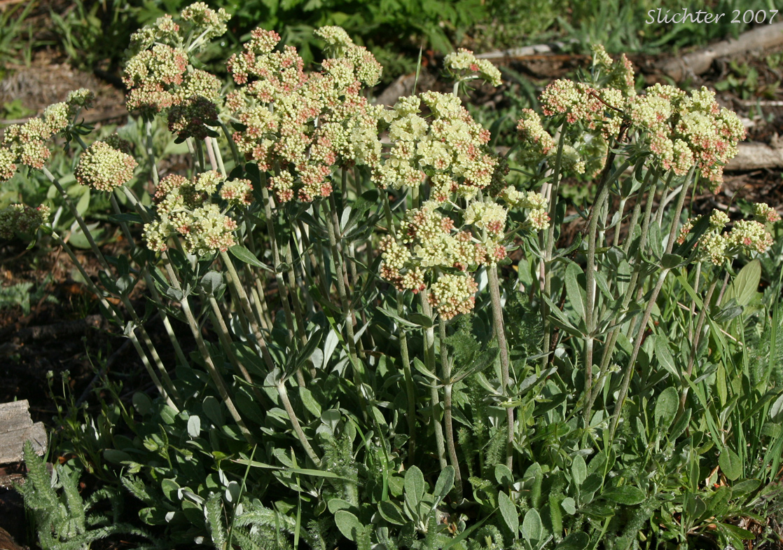 Parsnip Buckwheat: Eriogonum heracleoides 