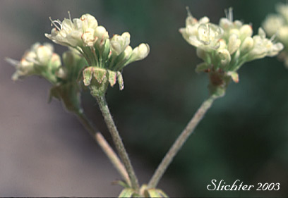 Inflorescence of Wyeth Buckwheat, Parsnipflower Buckwheat, Parsnip-flower Buckwheat, Parsnip-flowered Eriogonum: Eriogonum heracleoides var. heracleoides (Synonym: Eriogonum heracleoides var. angustifolium)