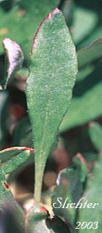 Dorsal leaf surface of Wyeth Buckwheat, Parsnipflower Buckwheat, Parsnip-flower Buckwheat, Parsnip-flowered Eriogonum: Eriogonum heracleoides var. heracleoides (Synonym: Eriogonum heracleoides var. angustifolium)