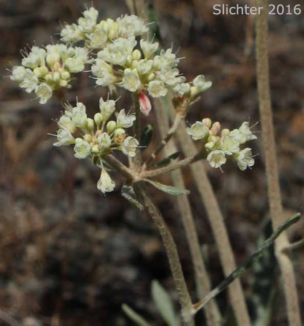 Inflorescence of Wyeth Buckwheat, Parsnip-flower buckwheat, Parsnip-flowered Eriogonum: Eriogonum heracleoides var. leucophaeum (Synonym: Eriogonum caespitosum ssp. ramosum)