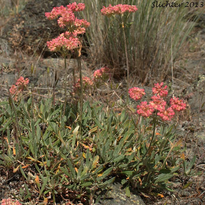 Wyeth Buckwheat, Parsnip-flower buckwheat, Parsnip-flowered Eriogonum: Eriogonum heracleoides var. leucophaeum (Synonym: Eriogonum caespitosum ssp. ramosum)