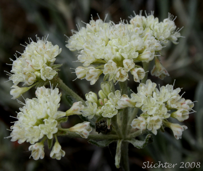 Inflorescence of Wyeth Buckwheat, Parsnip-flower buckwheat, Parsnip-flowered Eriogonum: Eriogonum heracleoides var. leucophaeum (Synonym: Eriogonum heracleoides var. minus)