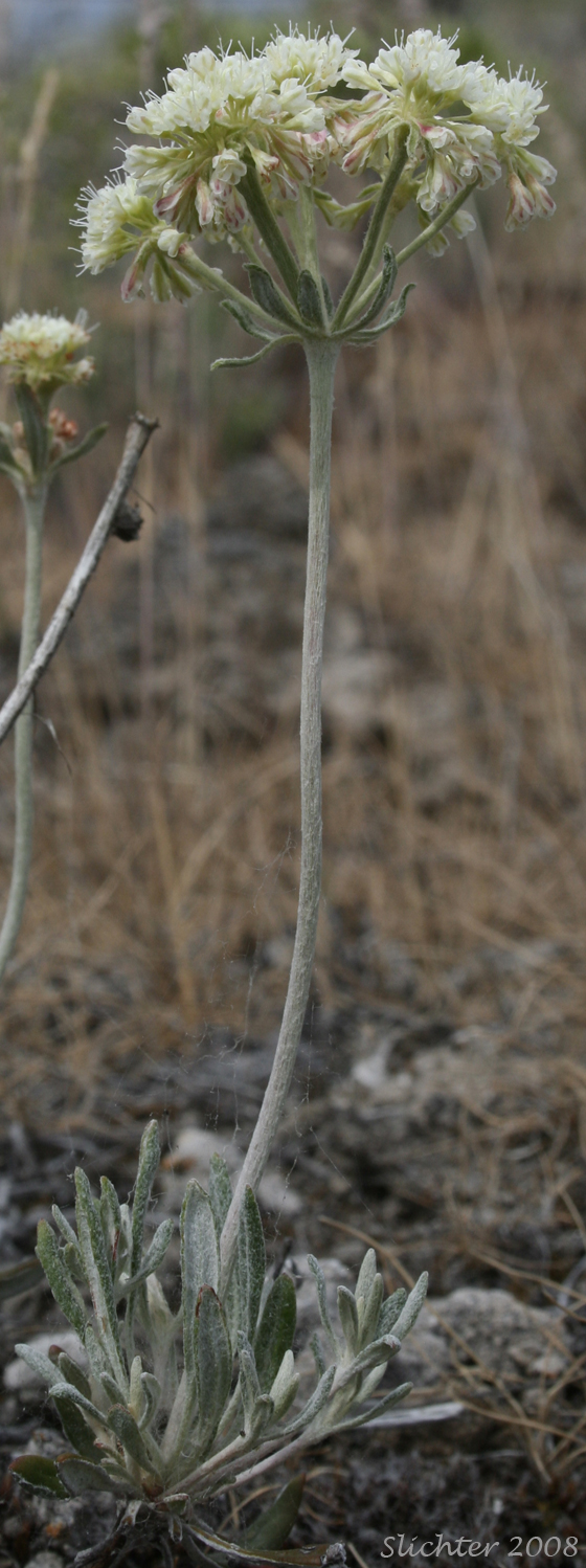 Wyeth Buckwheat, Parsnip-flower buckwheat, Parsnip-flowered Eriogonum: Eriogonum heracleoides var. leucophaeum (Synonym: Eriogonum heracleoides var. minus)
