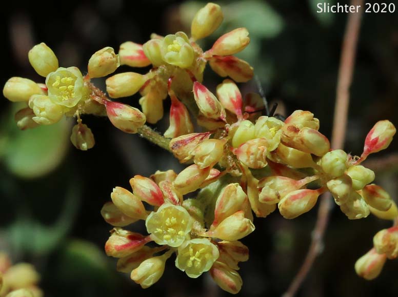 Sierra Buckwheat, Sierra Eriogonum: Eriogonum marifolium var. marifolium
