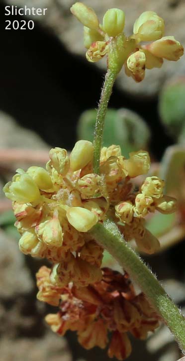 Sierra Buckwheat, Sierra Eriogonum: Eriogonum marifolium var. marifolium