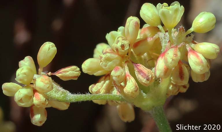 Sierra Buckwheat, Sierra Eriogonum: Eriogonum marifolium var. marifolium