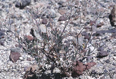 Great Basin Wild Buckwheat, Slender Buckwheat, Slenderbush Buckwheat: Eriogonum microthecum var. laxiflorum (Synonyms: Eriogonum microthecum ssp. confertiflorum, Eriogonum microthecum ssp. laxiflorum, Eriogonum microthecum var. confertiflorum)