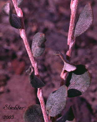 Stem leaves of Great Basin Wild Buckwheat, Slender Buckwheat, Slenderbush Buckwheat: Eriogonum microthecum var. laxiflorum (Synonyms: Eriogonum microthecum ssp. confertiflorum, Eriogonum microthecum ssp. laxiflorum, Eriogonum microthecum var. confertiflorum)