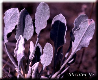 Basal leaves of Snow Buckwheat Eriogonum niveum (Synonyms: Erigonum niveum var. decumbens, Eriogonum niveum var. niveum)