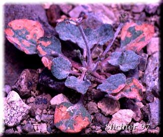 Basal leaves of Fremont's Wild Buckwheat, Naked Buckwheat: Eriogonum nudum var. pubiflorum
