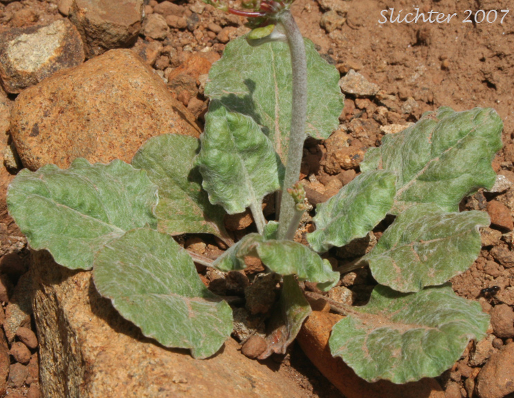Basal leaves of Barestem Buckwheat, Naked Buckwheat, Tall Buckwheat: Eriogonum nudum var. nudum