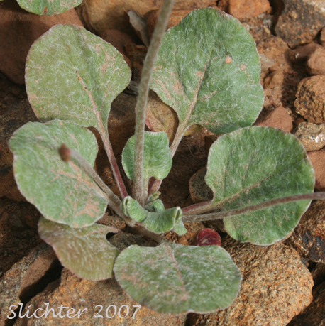 Basal leaves of Barestem Buckwheat, Naked Buckwheat, Tall Buckwheat: Eriogonum nudum var. nudum
