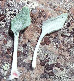 basal leaves of Cushion Buckwheat, Dwarf Cushion Wild Buckwheat: Eriogonum ovalifolium var. depressum