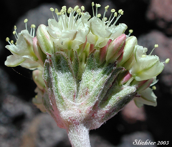 Close-up of the inflorescence of Cushion Buckwheat, Oval-leaved Buckwheat, Sierran Cushion Wild Buckwheat: Eriogonum ovalifolium var. nivale (Synonyms: Eriogonum nivale, Eriogonum rhodanthum)