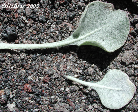 Lower and upper leaf surfaces of Cushion Buckwheat, Oval-leaved Buckwheat, Sierran Cushion Wild Buckwheat: Eriogonum ovalifolium var. nivale (Synonyms: Eriogonum nivale, Eriogonum rhodanthum)