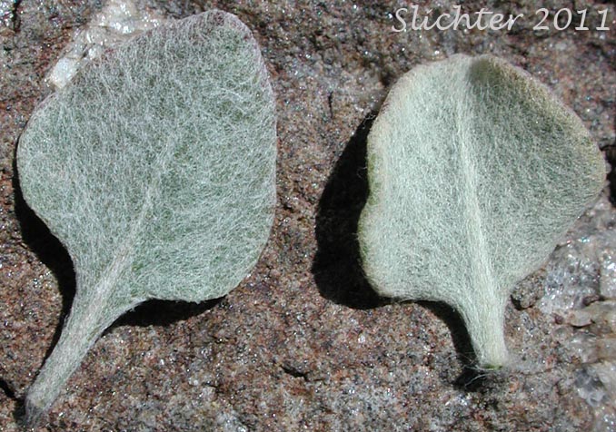 Leaves of Cushion Buckwheat: Eriogonum ovalifolium var. ovalifolium (Synonyms: Eriogonum ovalifolium ssp. ovalifolium, Eriogonum ovalifolium var. multiscapum, Eriogonum ovalifolium var. nevadense)