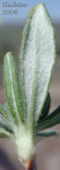 Lower leaf details of Rock Buckwheat, Rock Wild Buckwheat, Round-headed Buckwheat: Eriogonum sphaerocephalum (Synonyms: Eriogonum fasciculifolium, Eriogonum geniculatum, Eriogonum sphaerocephalum var. geniculatum)