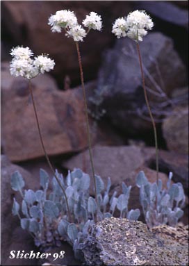 Blue Mountain Buckwheat, Proliferous Wild Buckwheat, Strict Buckwheat: Eriogonum strictum var. strictum (Synonyms: Eriogonum ovalifolium var. proliferum, Eriogonum proliferum, Eriogonum strictum ssp. proliferum, Eriogonum strictum ssp. proliferum var. glabrum, Eriogonum strictum ssp. strictum)