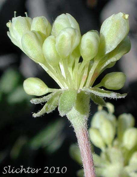 Close-up of an umbellet of Sulfurflower, Sulfur Buckwheat, Sulphur-flower Buckwheat: Eriogonum umbellatum var. majus (Synonyms: Eriogonum heracleoides var. subalpinum, Eriogonum subalpinum, Eriogonum umbellatum ssp. majus, Eriogonum umbellatum var. subalpinum)
