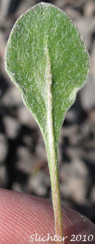 Ventral leaf surface of Sulfurflower, Sulfur Buckwheat, Sulphur-flower Buckwheat: Eriogonum umbellatum var. majus (Synonyms: Eriogonum heracleoides var. subalpinum, Eriogonum subalpinum, Eriogonum umbellatum ssp. majus, Eriogonum umbellatum var. subalpinum)