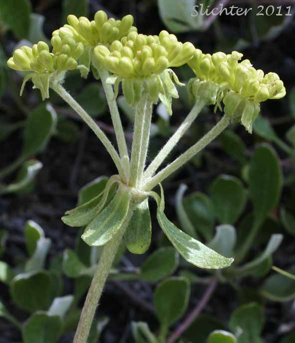 Close-up of the inflorescence of Sulfurflower, Sulfur Buckwheat, Sulphur-flower Buckwheat: Eriogonum umbellatum var. majus (Synonyms: Eriogonum heracleoides var. subalpinum, Eriogonum subalpinum, Eriogonum umbellatum ssp. majus, Eriogonum umbellatum var. subalpinum)