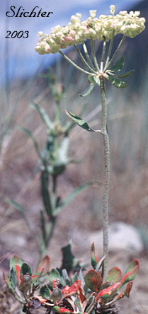 Inflorescence of Sulphur-flower Buckwheat: Eriogonum umbellatum var. majus (Synonyms: Eriogonum heracleoides var. subalpinum, Eriogonum subalpinum, Eriogonum umbellatum ssp. majus, Eriogonum umbellatum var. subalpinum)