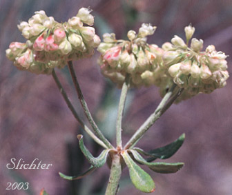 Inflorescence of Sulphur-flower Buckwheat: Eriogonum umbellatum var. majus (Synonyms: Eriogonum heracleoides var. subalpinum, Eriogonum subalpinum, Eriogonum umbellatum ssp. majus, Eriogonum umbellatum var. subalpinum)