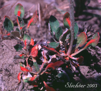 Basal leaves of Sulphur-flower Buckwheat: Eriogonum umbellatum var. majus (Synonyms: Eriogonum heracleoides var. subalpinum, Eriogonum subalpinum, Eriogonum umbellatum ssp. majus, Eriogonum umbellatum var. subalpinum)