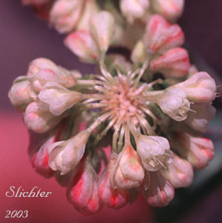 Close-up of the flowers of Sulphur-flower Buckwheat: Eriogonum umbellatum var. majus (Synonyms: Eriogonum heracleoides var. subalpinum, Eriogonum subalpinum, Eriogonum umbellatum ssp. majus, Eriogonum umbellatum var. subalpinum)