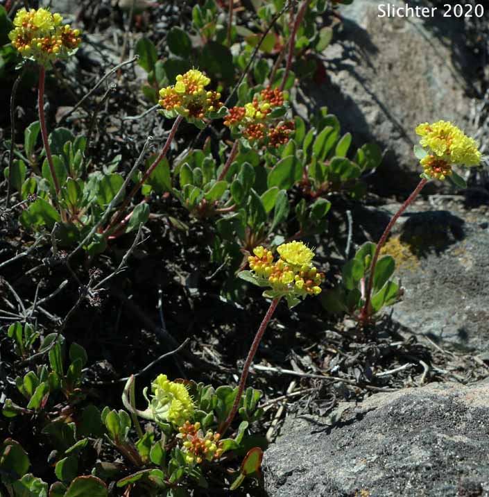 Golden Sulphur Flower, Great Basin Sulphur Buckwheat: Eriogonum umbellatum var. aureum (Synonyms: Eriogonum umbellatum var. intectum)