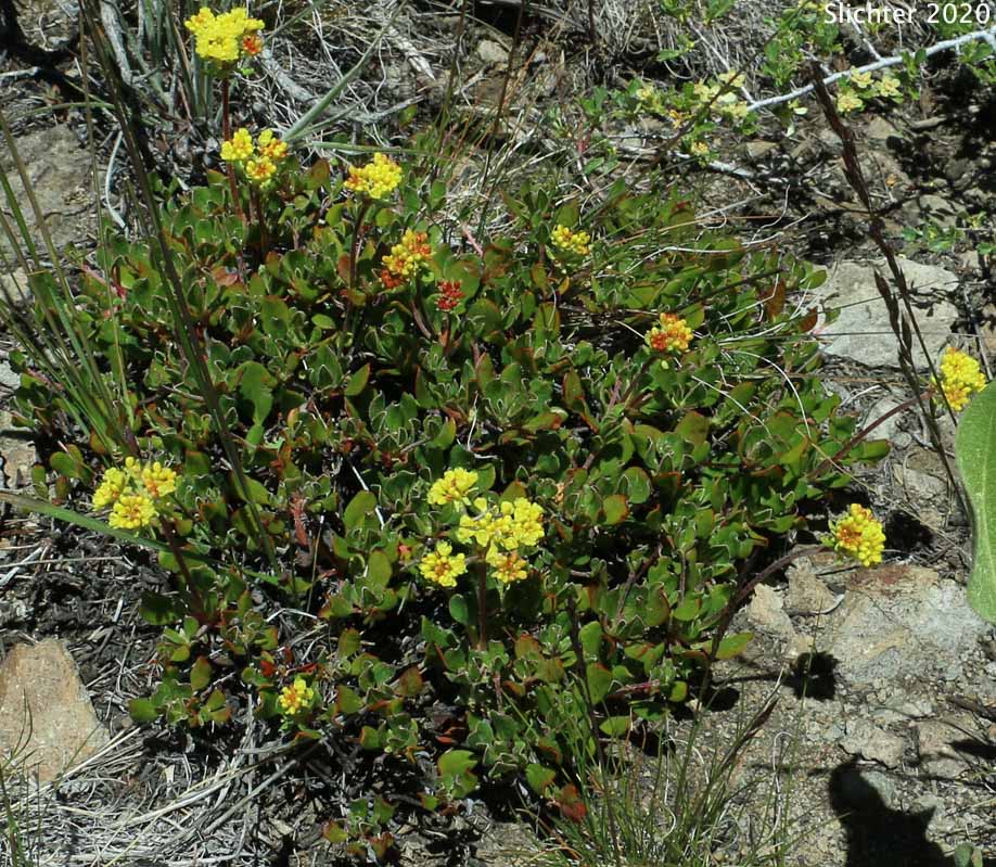 Golden Sulphur Flower, Great Basin Sulphur Buckwheat: Eriogonum umbellatum var. aureum (Synonyms: Eriogonum umbellatum var. intectum)