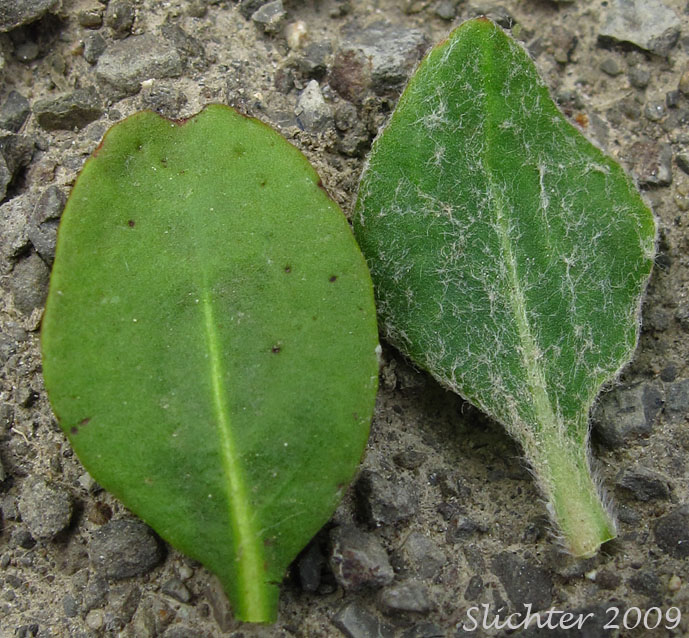 Leaves of Sulfur Buckwheat, Sulfur-flower Buckwheat: Eriogonum umbellatum var. hypoleium