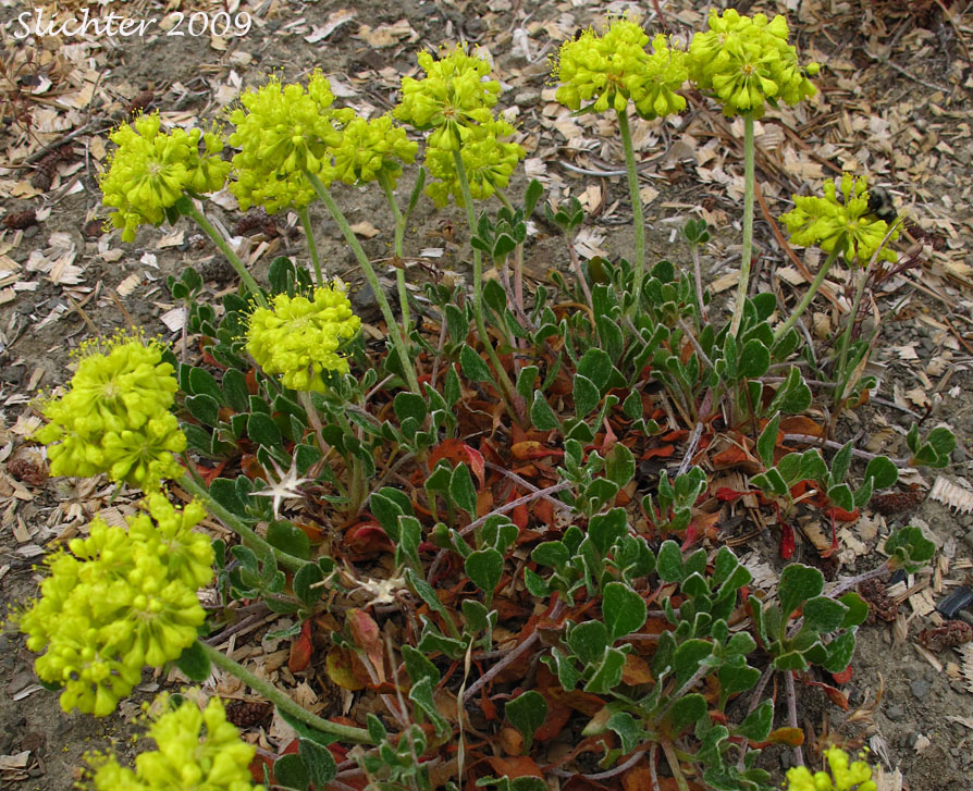 Sulfur Buckwheat, Sulfur-flower Buckwheat: Eriogonum umbellatum var. hypoleium