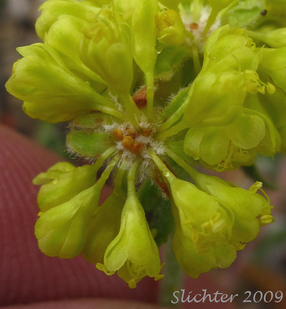 Inflorescence of Sulfur Buckwheat, Sulfur-flower Buckwheat: Eriogonum umbellatum var. hypoleium
