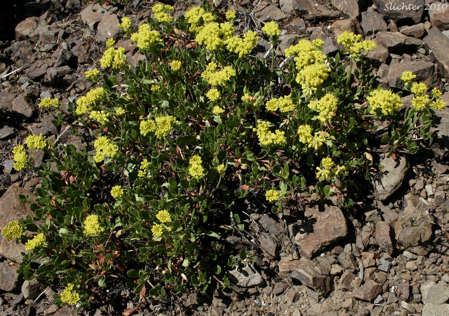 Sulfur Buckwheat, Sulfur-flower Buckwheat: Eriogonum umbellatum var. hypoleium (Synonym: Eriogonum umbellatum ssp. hypoleium)