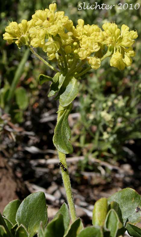 Inflorescence of Sulfur Buckwheat, Sulfur-flower Buckwheat: Eriogonum umbellatum var. hypoleium (Synonym: Eriogonum umbellatum ssp. hypoleium)