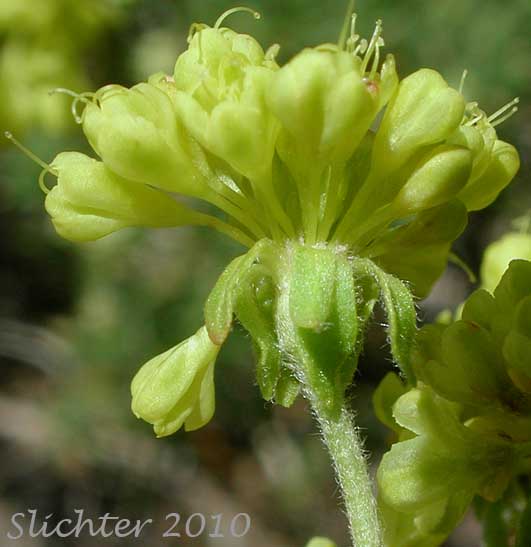 Close-up of an involucel of Sulfur Buckwheat, Sulfur-flower Buckwheat: Eriogonum umbellatum var. hypoleium (Synonym: Eriogonum umbellatum ssp. hypoleium)