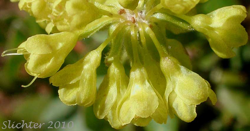 Close-up sideview of the flowers of Sulfur Buckwheat, Sulfur-flower Buckwheat: Eriogonum umbellatum var. hypoleium (Synonym: Eriogonum umbellatum ssp. hypoleium)