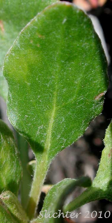 Upper leaf surface of Sulfur Buckwheat, Sulfur-flower Buckwheat: Eriogonum umbellatum var. hypoleium (Synonym: Eriogonum umbellatum ssp. hypoleium)